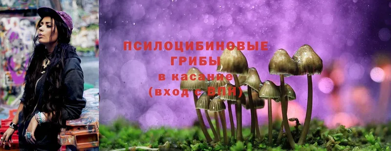 Галлюциногенные грибы Psilocybe  Ачинск 