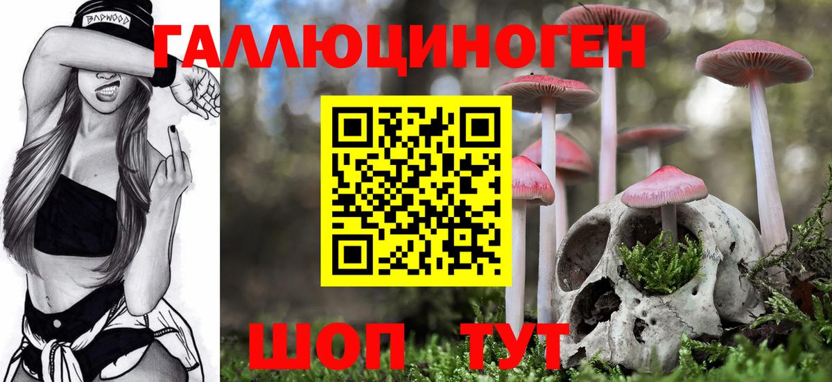 Псилоцибиновые грибы Psilocybe Ачинск